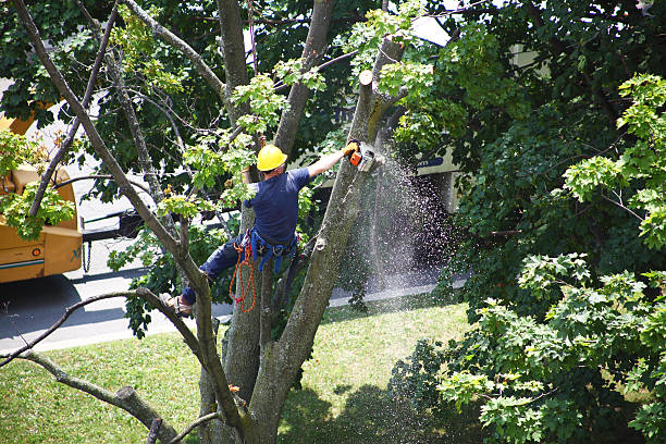 Best Tree Removal  in Clarkston Heights Vineland, WA